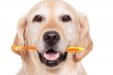 Clínica Veterinaria Nerta