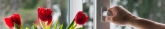 Window más Pvc