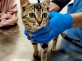 Clínica veterinaria Ana Vet