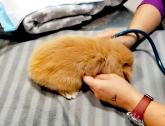 Clínica veterinaria Ana Vet