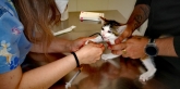 Clínica veterinaria Ana Vet