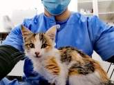 Clínica veterinaria Ana Vet