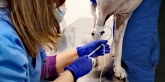 Clínica veterinaria Ana Vet
