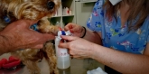 Clínica veterinaria Ana Vet