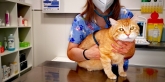 Clínica veterinaria Ana Vet