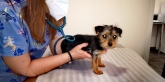 Clínica veterinaria Ana Vet