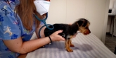 Clínica veterinaria Ana Vet