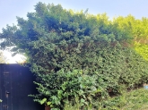 Mantenimiento de jardines H&I