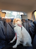 Viaje Mascota