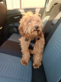 Viaje Mascota