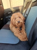 Viaje Mascota