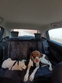 Viaje Mascota