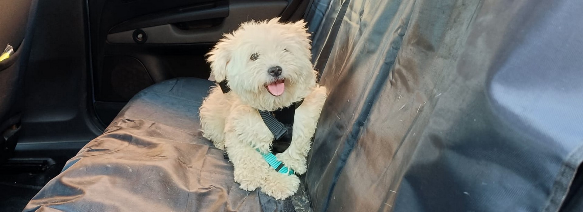 Viaje Mascota