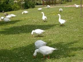 Parque isla dos aguas