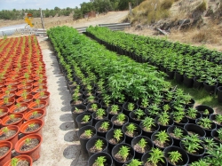 La Guardia Civil detiene al fundador de la  banda de “Los Miami”, en la mayor plantación de marihuana localizada en Castilla y León