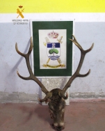 La Guardia Civil ha recuperado UNA cabeza de Ciervo Macho, sin el precinto, en el término municipal de La Pernía