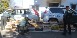 La Guardia Civil durante el desarrollo de la  Operación “ESPORA”, ha  intervenido más de 2.700 kilogramos de setas