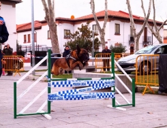 Suspendidas la exhibición motorista y canina previstas con motivo de la FEstividad de la Policia Local