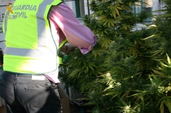 La Guardia Civil, en dos registros domiciliarios en Palencia capital, intervino ocho plantas de marihuana, con un valor en el mercado de unos 22.500 €