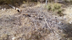 Los restos de poda del Monte el Viejo servirán para sufragar parte de los trabajos selvícolas que contrata la Junta anualmente
