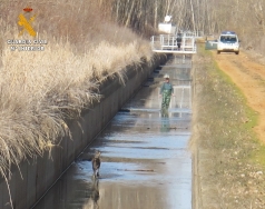 La Guardia Civil rescata a un corzo y a un jabalí del interior del Canal de la Retención.