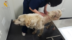 La Guardia Civil realiza una inspección en una finca por un delito de maltrato animal