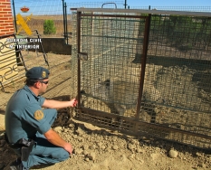 La Guardia Civil denuncia a un vecino de Villaherreros (Palencia) por la tenencia de un Jabalí en cautividad.
