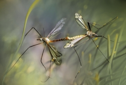 La Diputación de Palencia destina 15.000 euros para acabar con las plagas de mosquitos en la provincia