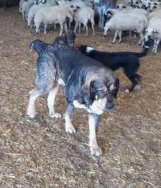 La Diputación ayuda a 76 ganaderos en el mantenimiento de sus perros mastines para así favorecer la prevención de ataques de animales salvajes
