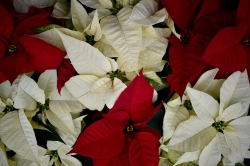 Flores navideñas para regalar: descubre las mejores opciones