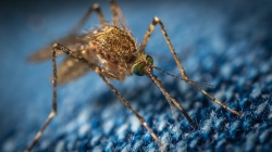 La Diputación tiene abierta la convocatoria para que diez municipios de la provincia realicen sus tratamientos contra la plaga de mosquitos