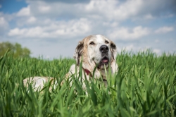 La Diputación lanza ayudas a ganaderos destinadas a prevenir el ataque de animales salvajes