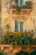 Plantas ideales para balcones y terrazas en Palencia
