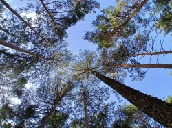 El Bosque Modelo Palencia a un paso de su integración final en la RIBM