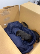 Rescatados cinco cachorros tirados a un contenedor de basura