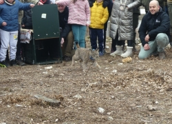 Liberados dos nuevos linces ibéricos en el Cerrato Palentino, del total de 9 ejemplares que se soltarán a lo largo de 2026