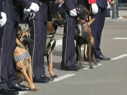 La Unidad Canina de la Policía Local de Palencia, reconocida a nivel nacional por su compromiso con la protección animal