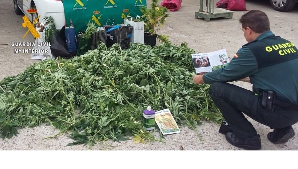 La Guardia Civil durante los últimos días, localiza 44 plantas de marihuana (Cannabis Sativa), con un peso de 127 kilogramos