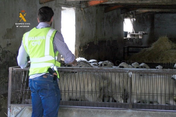 La Guardia Civil detiene a dos hermanos, por simular el hurto de 159 cabezas de ganado ovino en la localidad de Cubillo de Castrejón