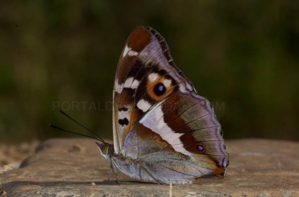 Ayuntamiento y Asociación de Naturalistas Palentinos ?colaboran para ?estudiar las colonias de mariposas existentes en El Monte el Viejo