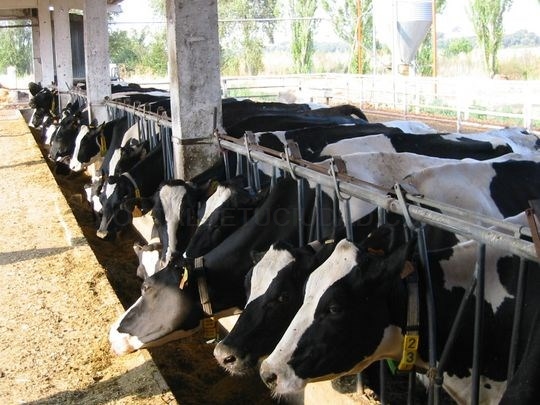 La Diputación abre el plazo de presentación de solicitudes para la línea de ayudas a empresas del sector lácteo