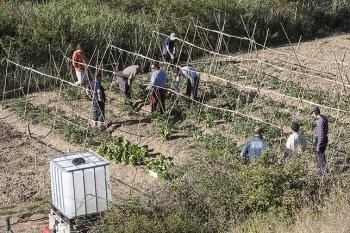 La Comisión de Participación Ciudadana aprueba el convenio de colaboración con Cruz Roja el proyecto 'Huertos Ecosociales'