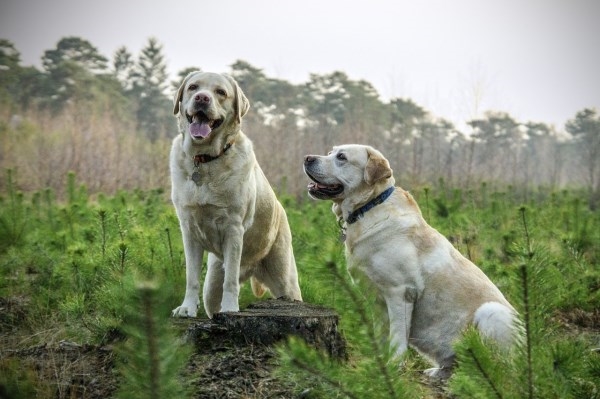 Un total de 77 ganaderos se beneficiarán de las ayudas para el mantenimiento de perros de raza mastín de la provincia de Palencia