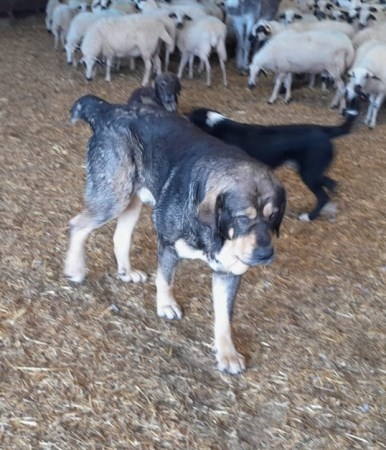 La Diputación convoca ayudas destinadas al mantenimiento de mastines en la prevención contra los ataques por animales salvajes