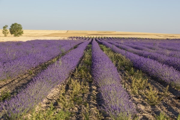La Diputación palentina renueva la colaboración con APAPAM para poner en valor el cultivo y el uso de las plantas aromáticas en la provincia