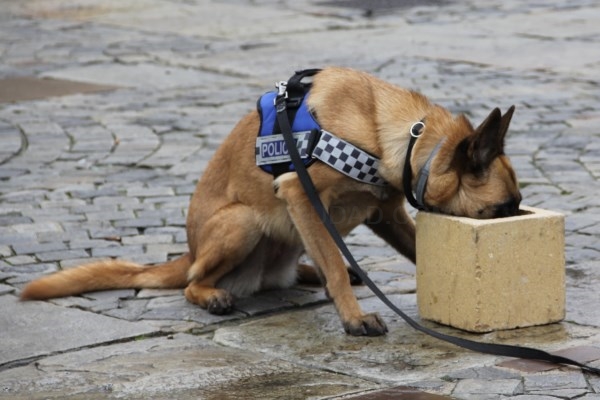 La Unidad Canina levantó 212 actas por consumo o tenencia de sustancias estupefacientes en la vía pública durante 2024