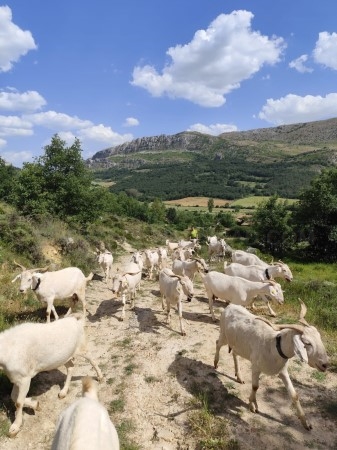 El Geoparque Las Loras emplea cabras para desbrozar el monte como alternativa ecológica al uso de maquinaria