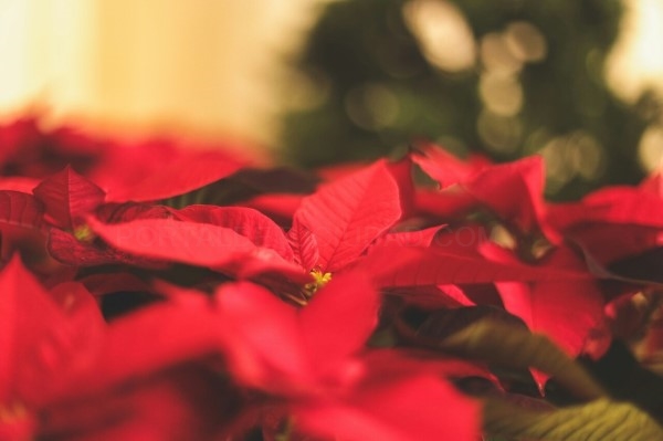 Cómo usar la Flor de Pascua en la decoración navideña de tu hogar