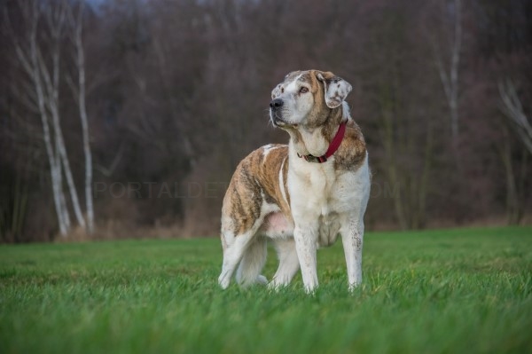 La Diputación de Palencia lanza ayudas a ganaderos destinadas a subvencionar la tenencia de perros de raza mastín