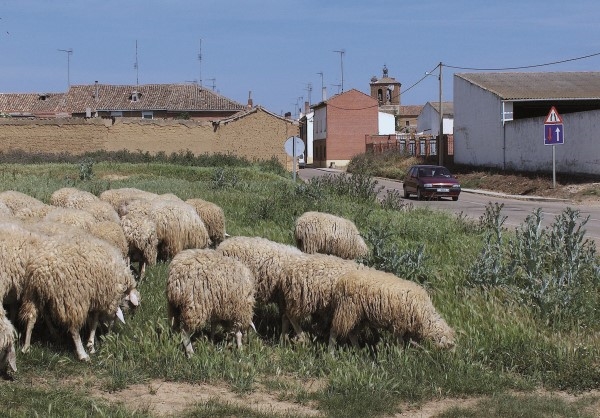 Once ayuntamientos y 19 juntas vecinales recibirán ayudas de la Diputación de Palencia